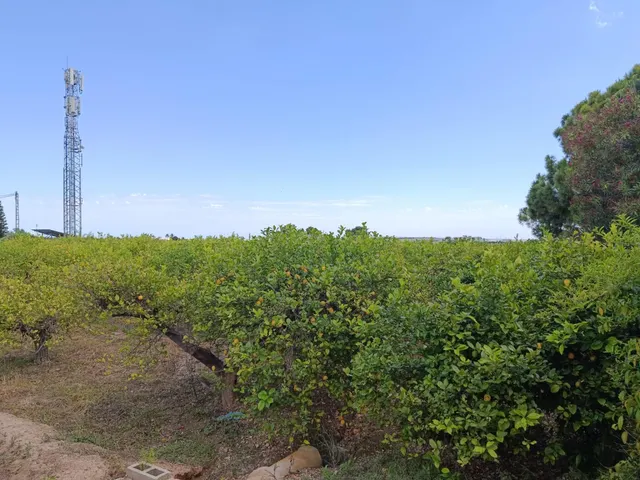 CASA DE CAMPO CERCA DE ELCHE — 44