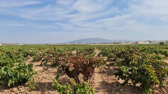 Terreno rústico en venta cerca Pinoso (Alicante) — 8