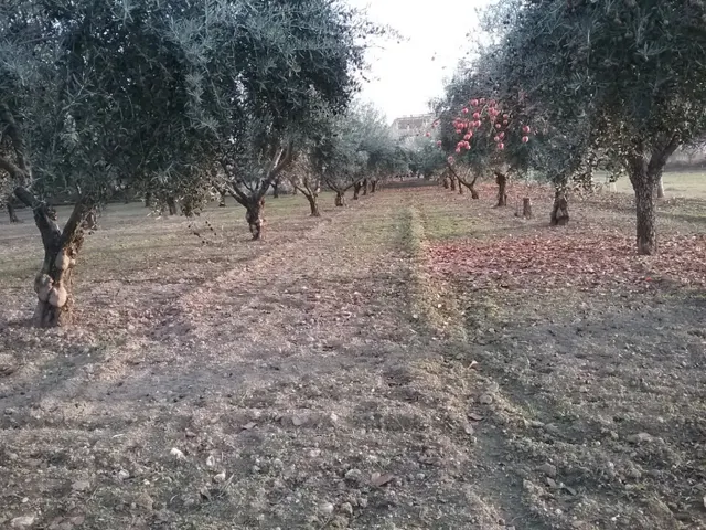 OLIVAR EN LA ZUBIA DE 3.597 M2 — 5