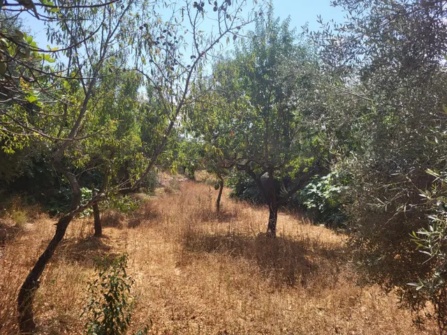 MASIA PARA REFORMAR CON TERRENO EN TÉRMINO DE VALL D'ALBA, LUZ Y AGUA CERCA — 18