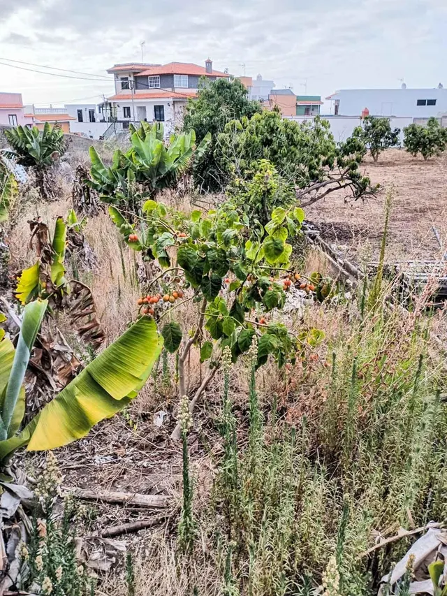 Terreno urbano de 2.500 m2 en Icod de los Vinos | oportunidad para inversores — 16