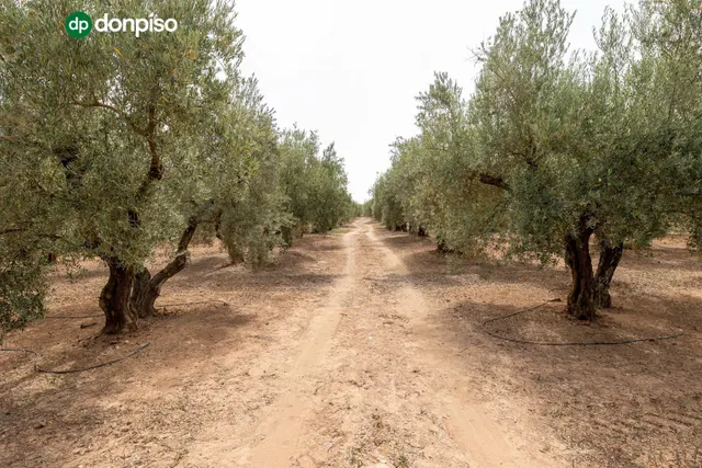 Finca en el término "Los LLanos " en Moraleda de Zafayona a 20 minutos de Granada Capital — 8