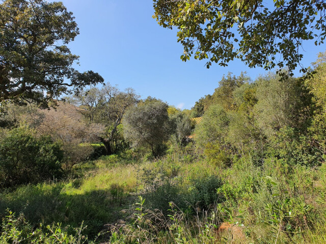 Solar residencial en Venta en Sotogrande Cádiz - foto 2