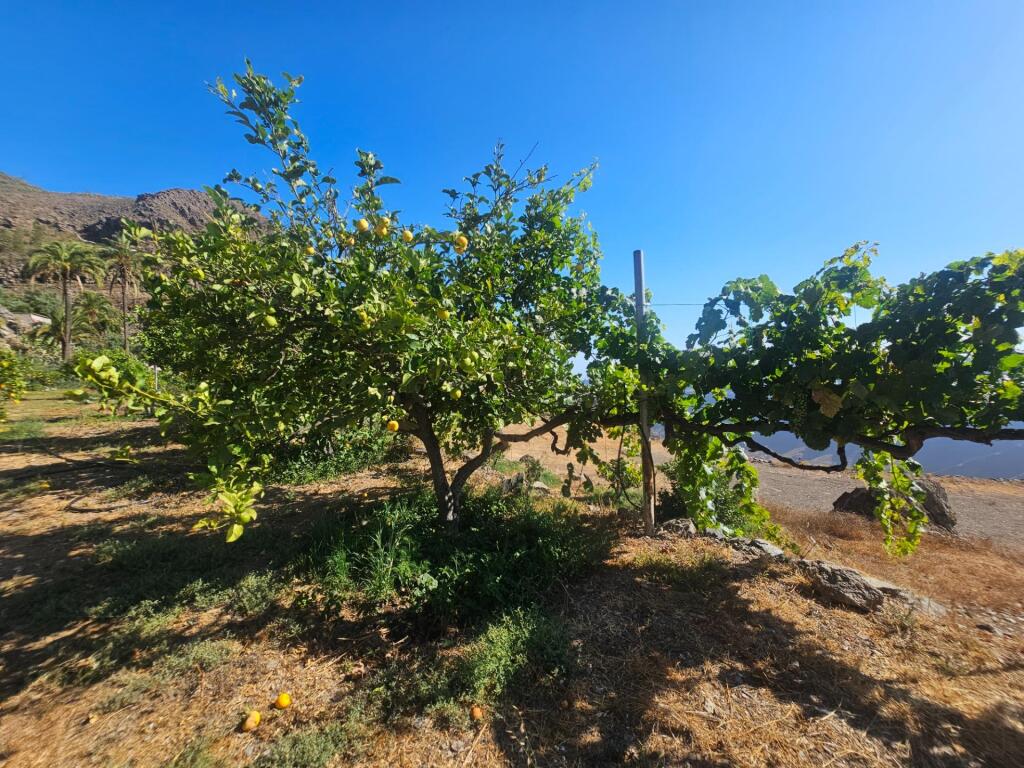 Finca rústica con vivienda, segunda edificación y 17.000 m2  - foto 14
