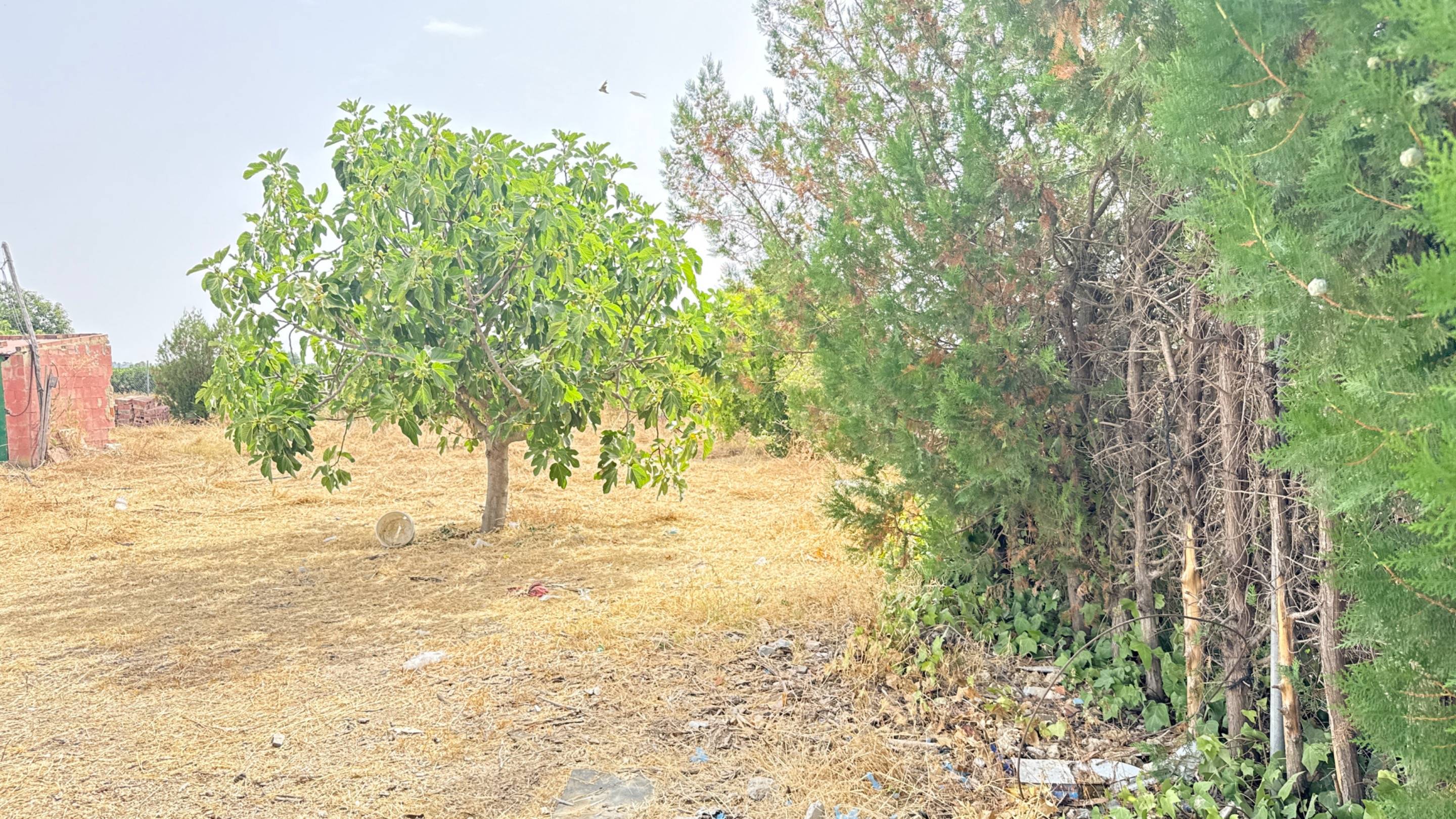 Finca Rústica con Vivienda, Pozo Legalizado y 5.762 m2 de Na - foto 15