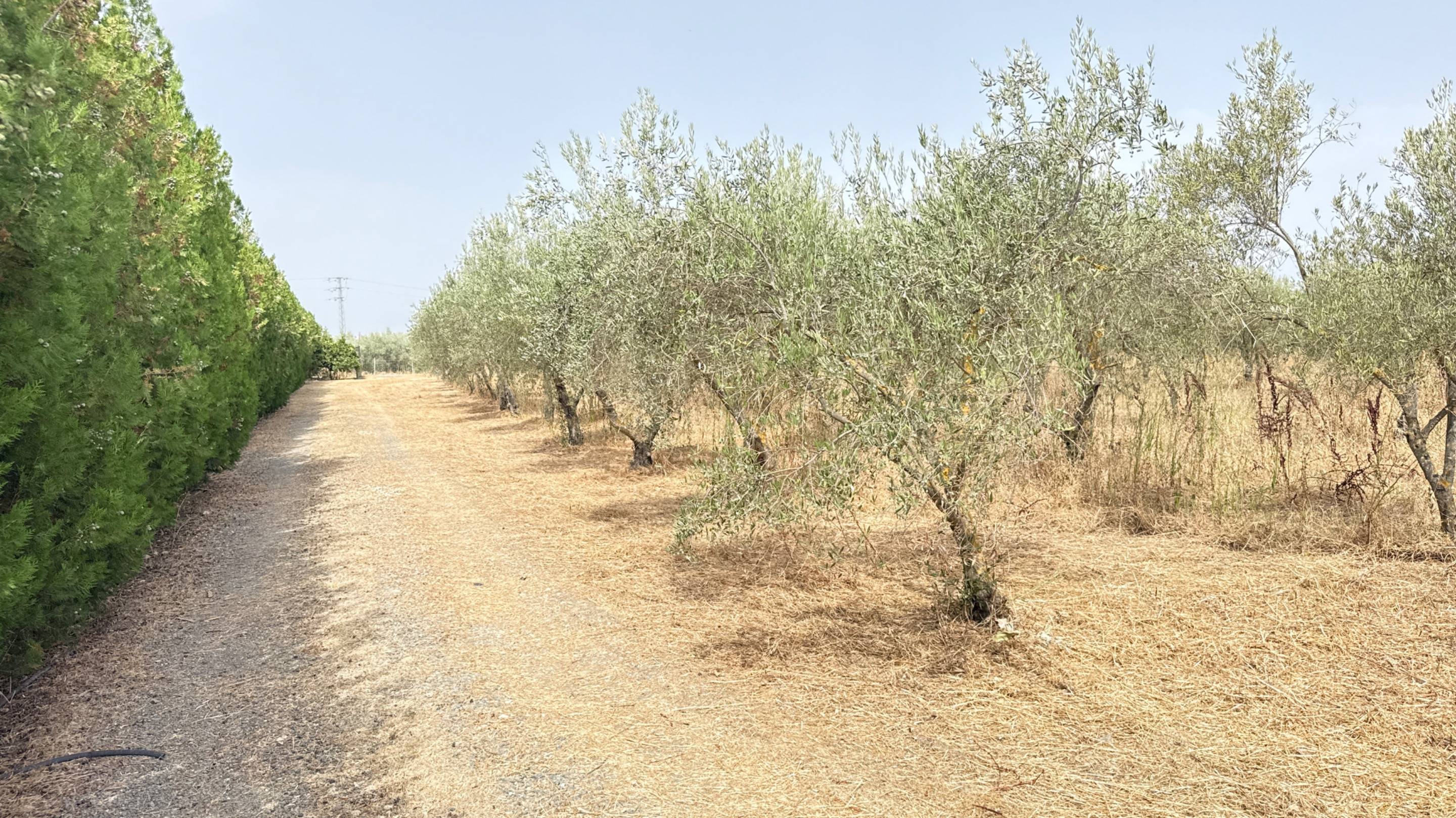 Finca Rústica con Vivienda, Pozo Legalizado y 5.762 m2 de Na - foto 16