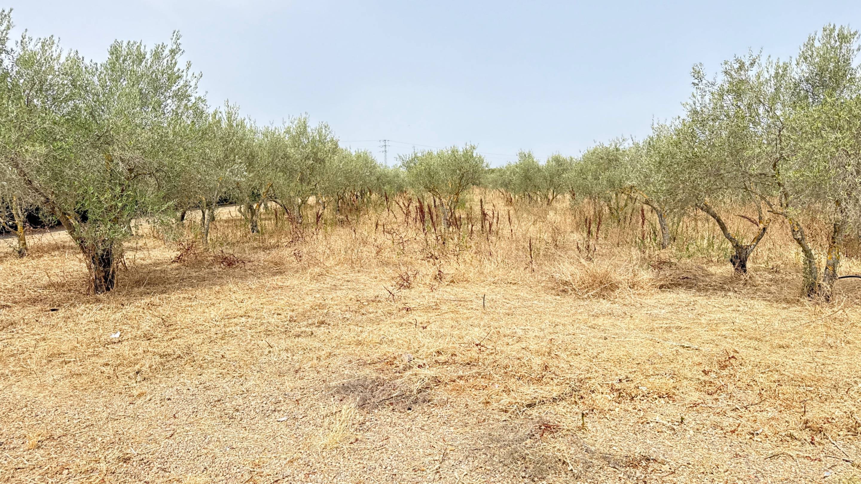 Finca Rústica con Vivienda, Pozo Legalizado y 5.762 m2 de Na - foto 18