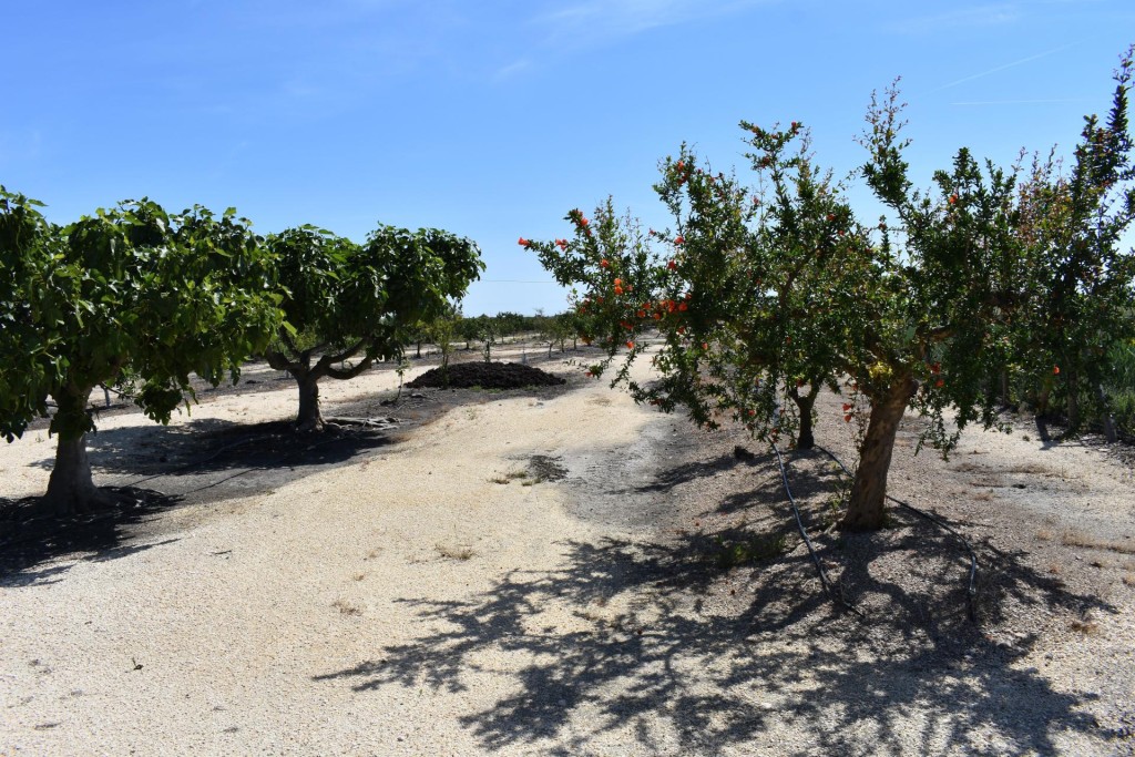 Finca rustica en el Parque natural del Delta del Ebro! - foto 17