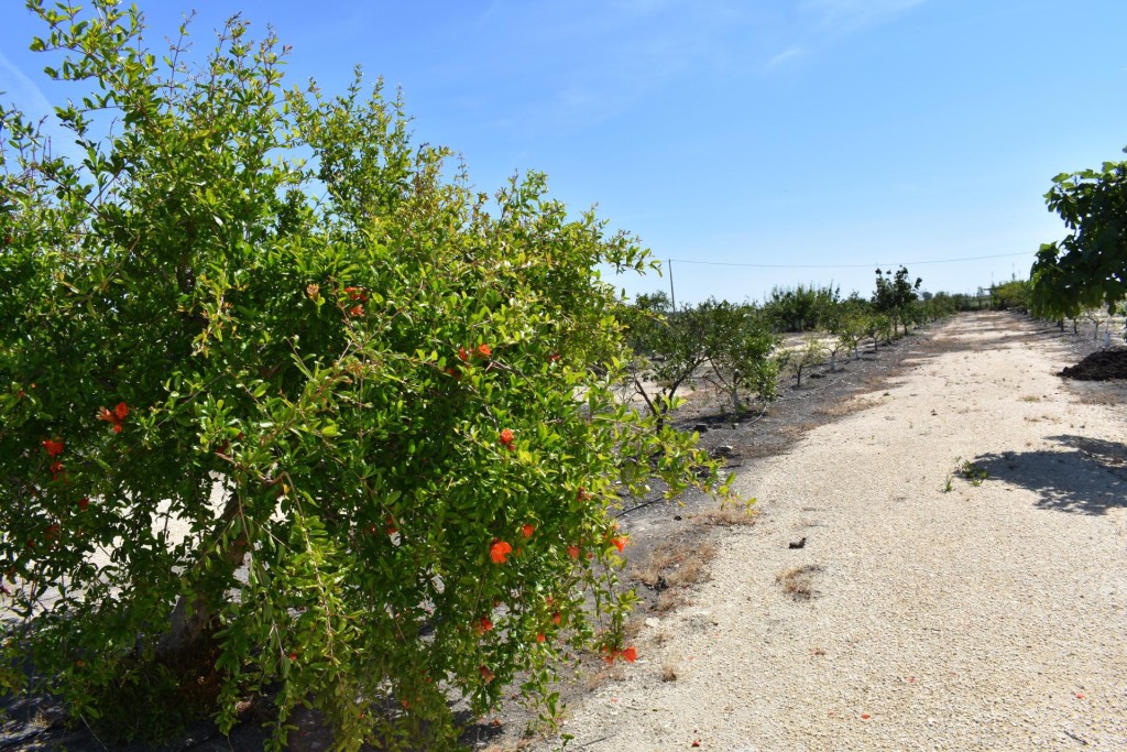 Finca rustica en el Parque natural del Delta del Ebro! - foto 18