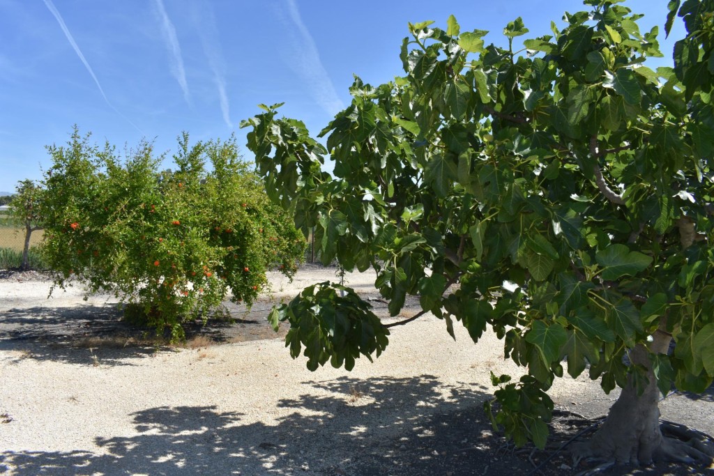 Finca rustica en el Parque natural del Delta del Ebro! - foto 19