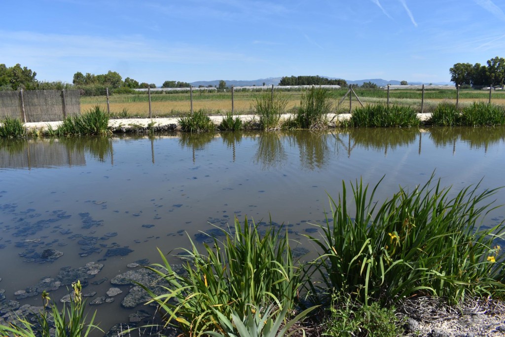 Finca rustica en el Parque natural del Delta del Ebro! - foto 3