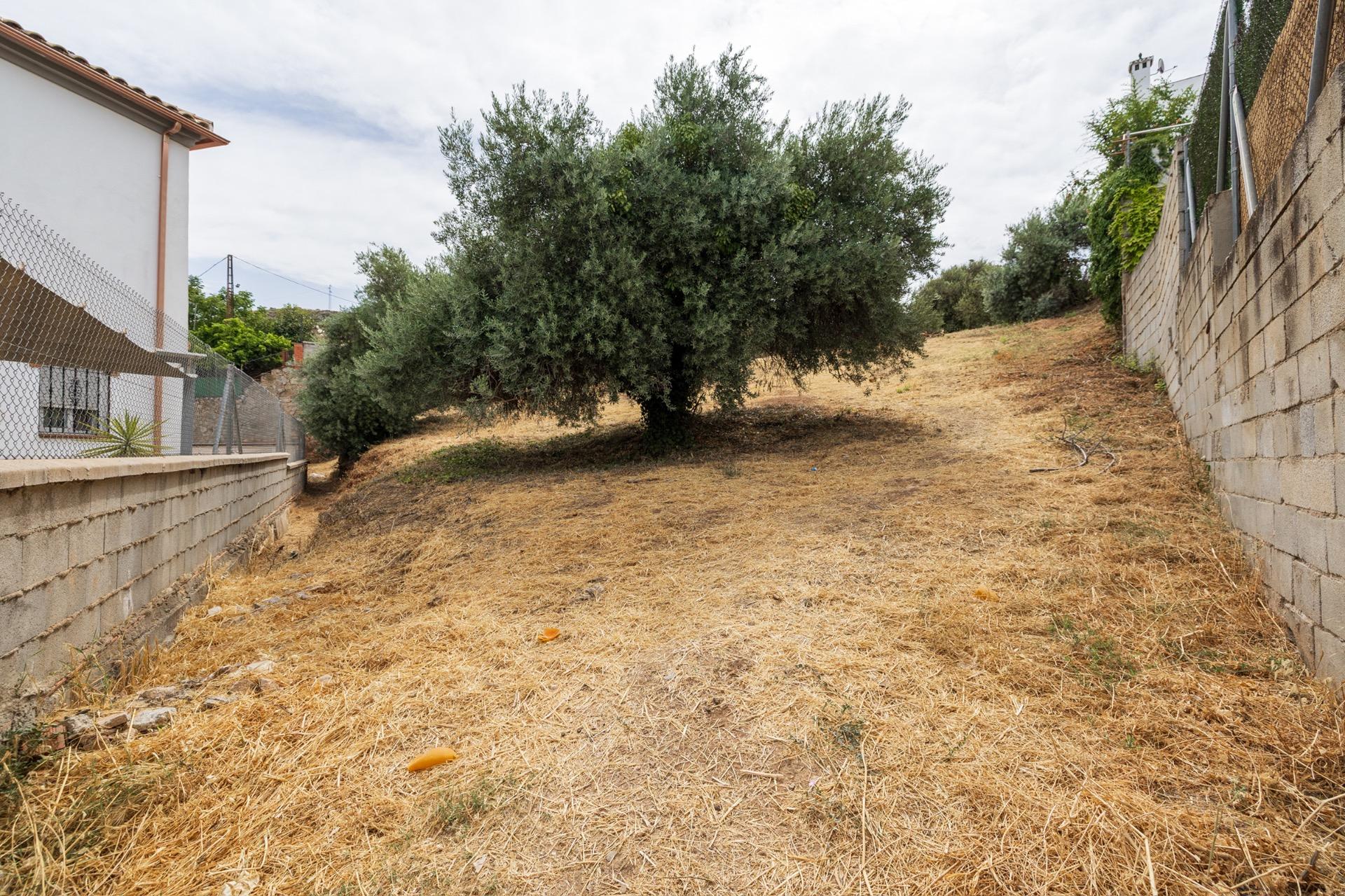 GRAN FINCA URBANA EN NIVAR! - foto 13