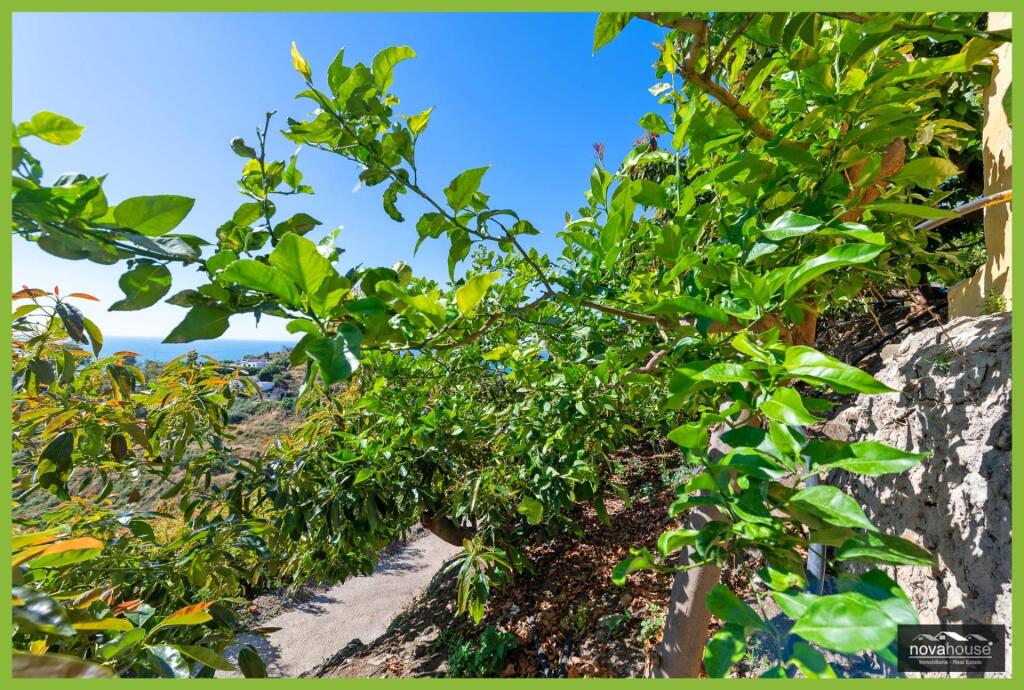 Exclusiva finca de aguacates con dos viviendas y espectacula - foto 39