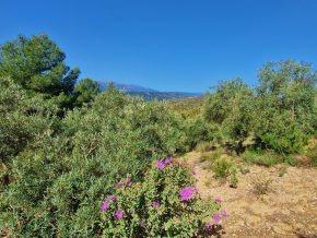 ¡Oportunidad en Jayena! Finca de Olivar con Casita y Luz Sol - foto 2