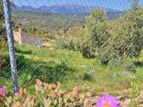 ¡Oportunidad en Jayena! Finca de Olivar con Casita y Luz Sol - foto 11