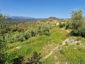 ¡Oportunidad en Jayena! Finca de Olivar con Casita y Luz Sol - foto 12