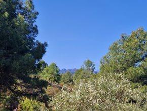 ¡Oportunidad en Jayena! Finca de Olivar con Casita y Luz Sol - foto 4