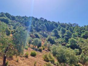 ¡Oportunidad en Jayena! Finca de Olivar con Casita y Luz Sol - foto 5