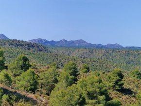 ¡Oportunidad en Jayena! Finca de Olivar con Casita y Luz Sol - foto 6