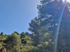 ¡Oportunidad en Jayena! Finca de Olivar con Casita y Luz Sol - foto 9