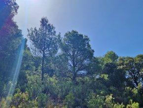¡Oportunidad en Jayena! Finca de Olivar con Casita y Luz Sol - foto 10