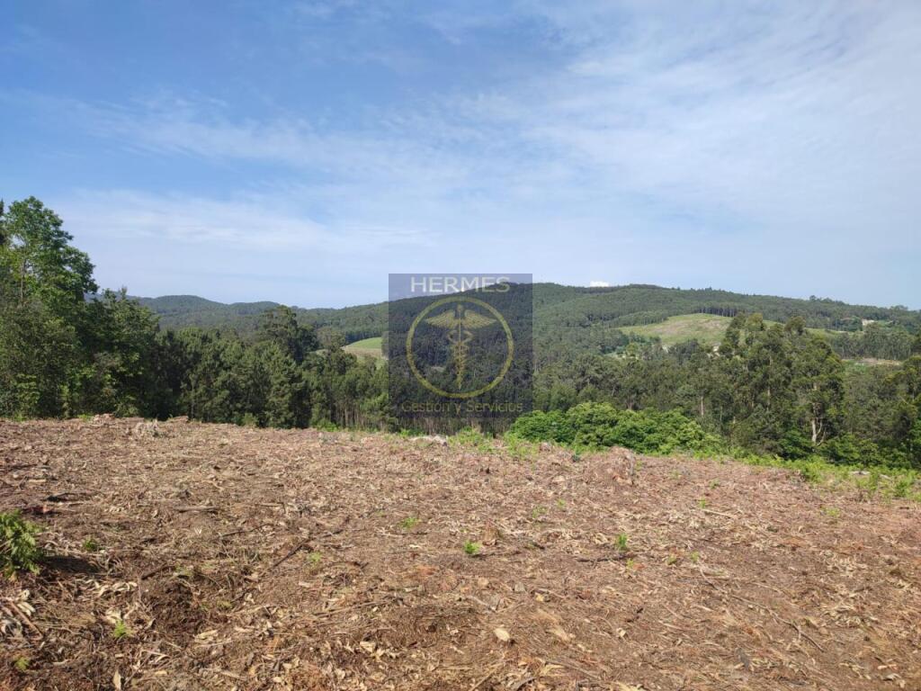 Terreno rusticos de 6164 M2 en Pexegueiro Tui - foto 7