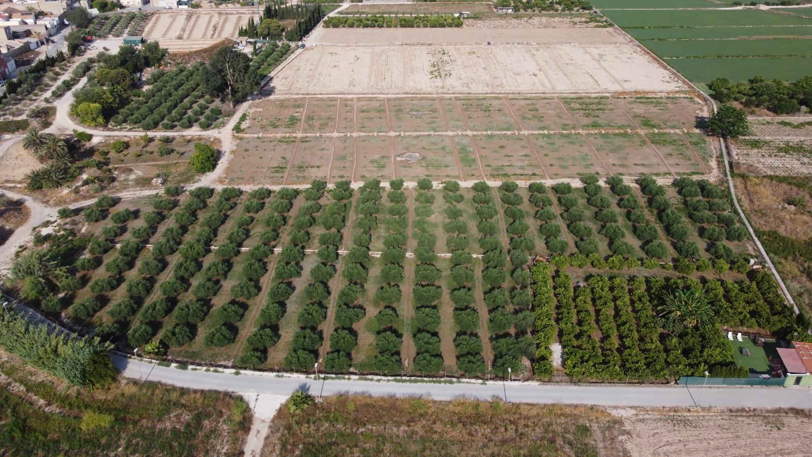 ✨ ¡EXCELENTE OPORTUNIDAD DE INVERSIÓN! PARCELA AGRARIA DE 24 - foto 5