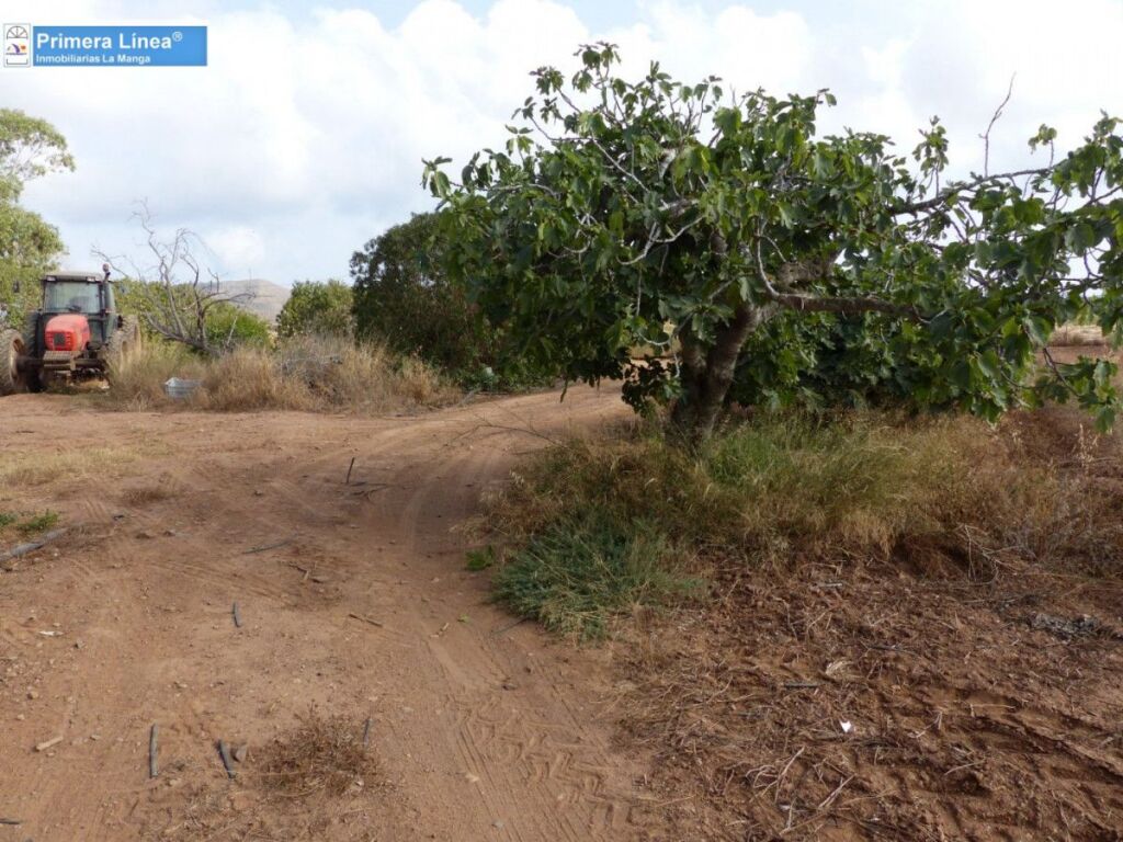Venta de finca agrícola en Los Belones - foto 23