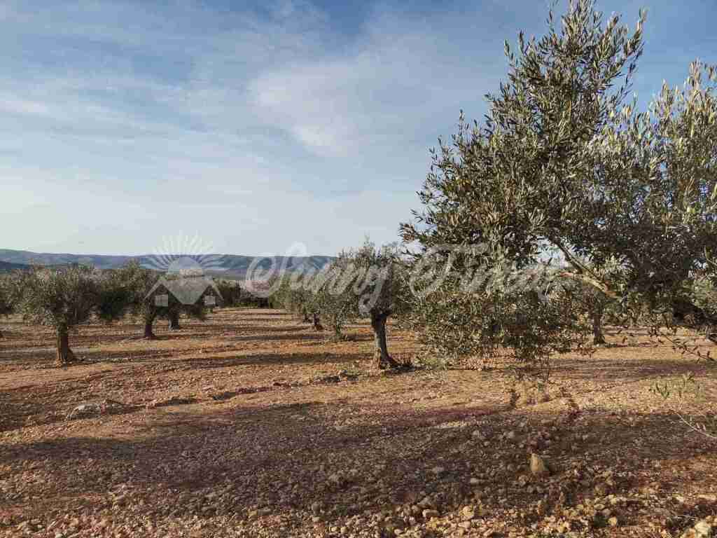 Suelo rústico en Venta en Biar Alicante