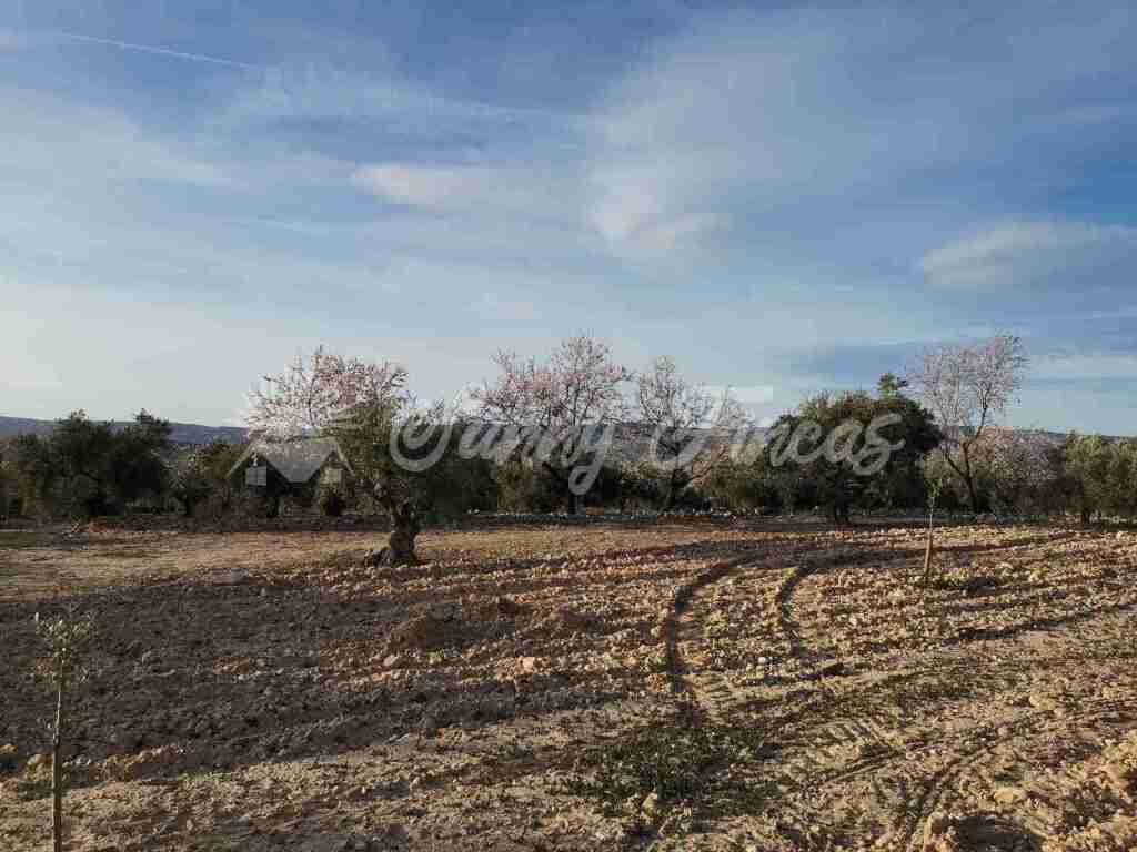 Suelo rústico en Venta en Biar Alicante - foto 12
