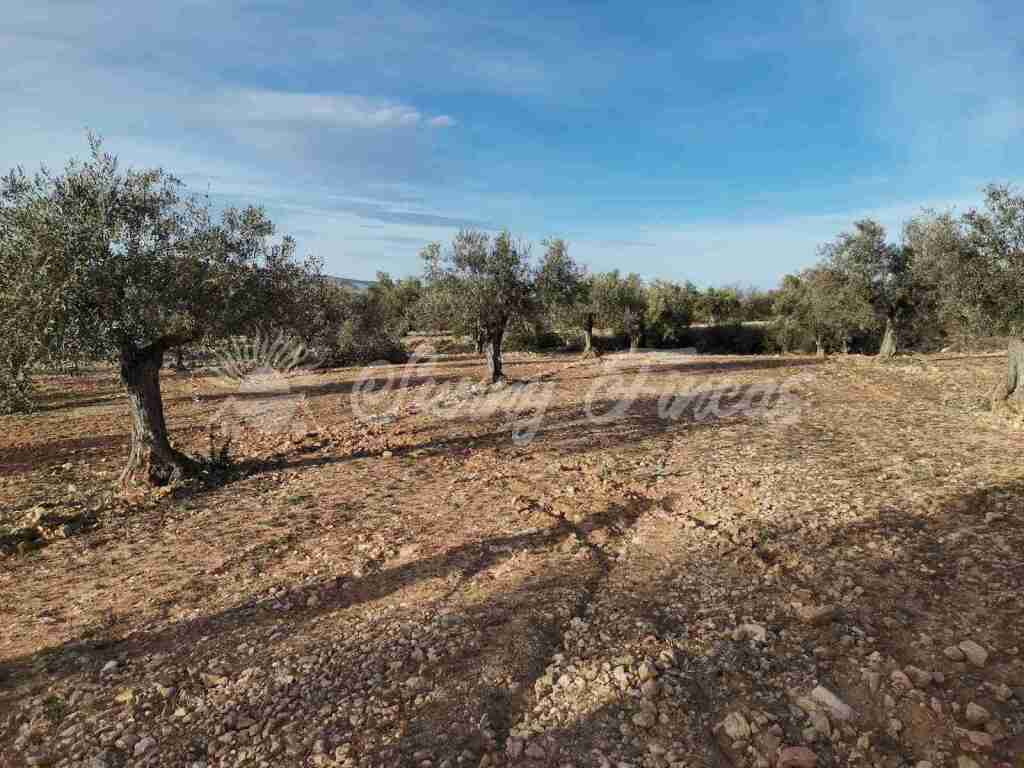 Suelo rústico en Venta en Biar Alicante - foto 3