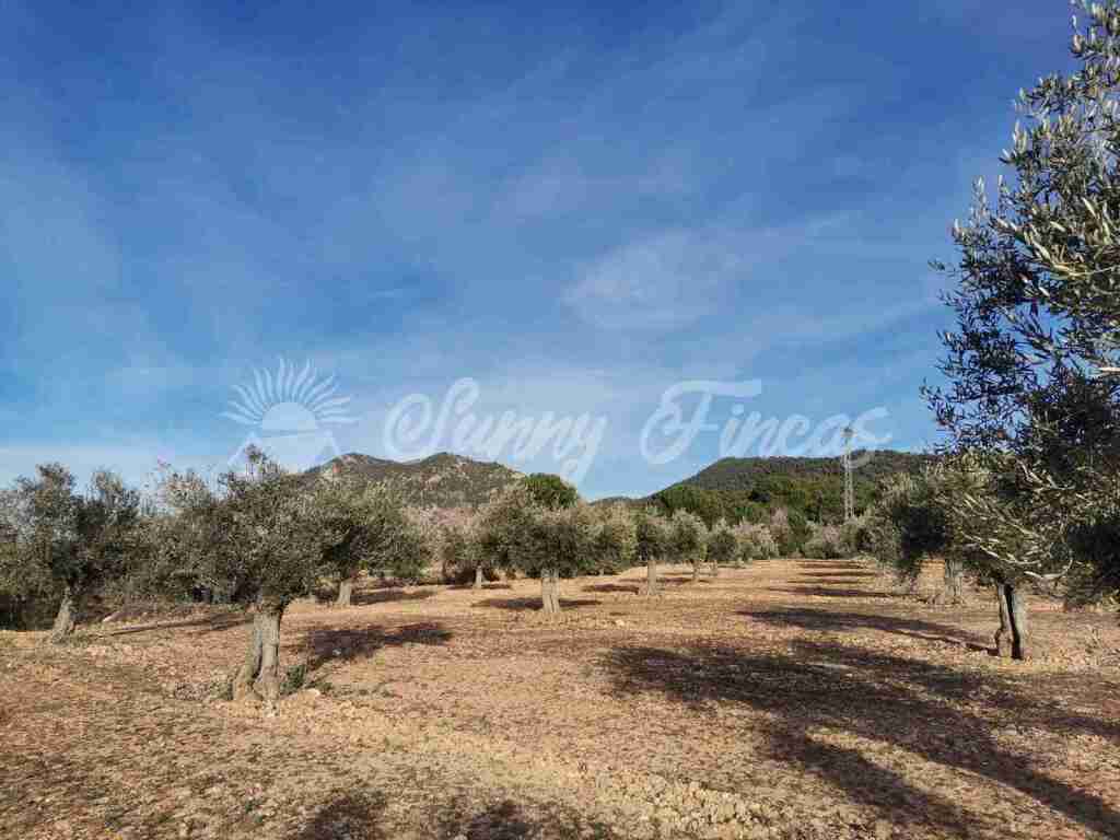 Suelo rústico en Venta en Biar Alicante - foto 4