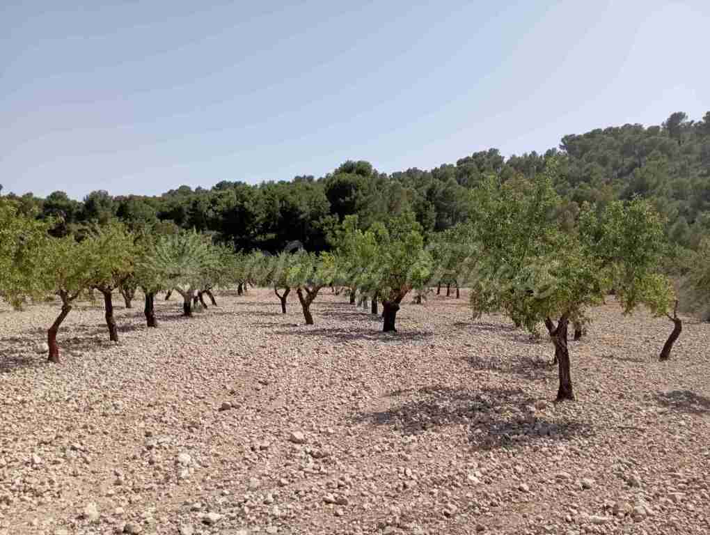 Suelo rústico en Venta en Jumilla Murcia - foto 2