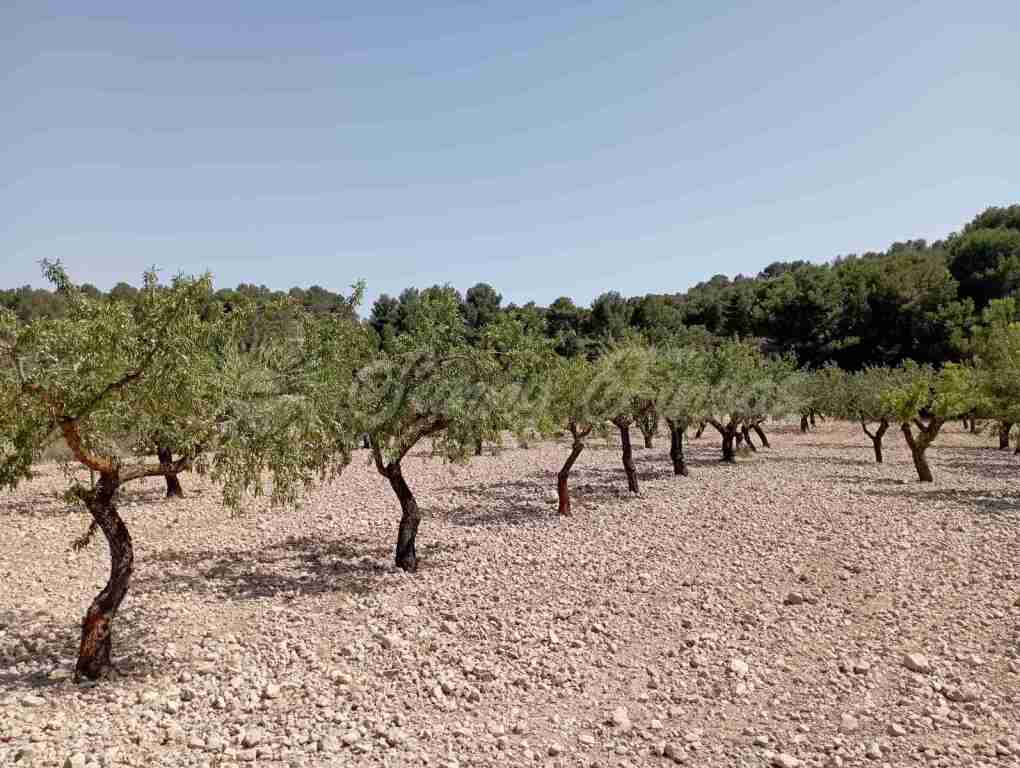 Suelo rústico en Venta en Jumilla Murcia - foto 3