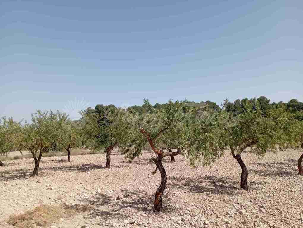 Suelo rústico en Venta en Jumilla Murcia - foto 4