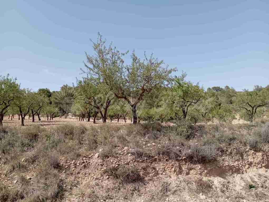 Suelo rústico en Venta en Jumilla Murcia - foto 5