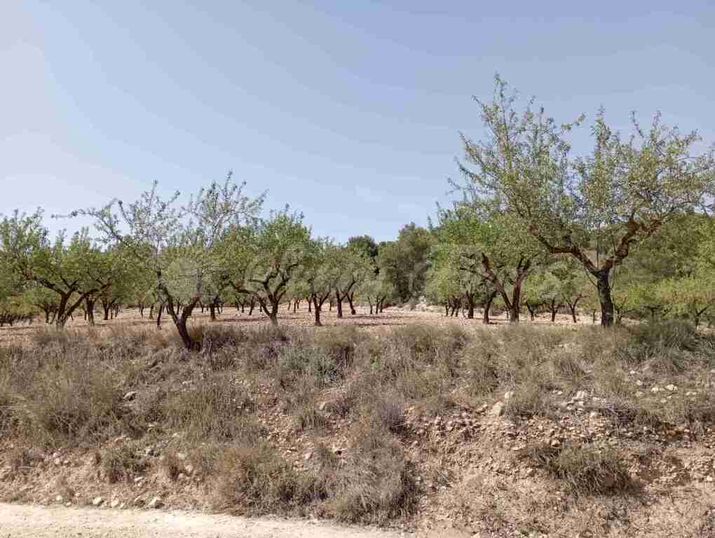 Suelo rústico en Venta en Jumilla Murcia - foto 6