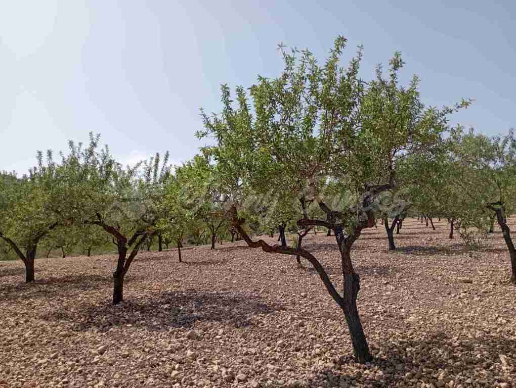 Suelo rústico en Venta en Jumilla Murcia - foto 7