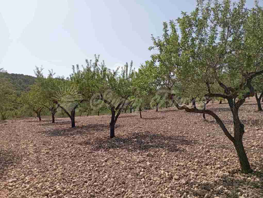 Suelo rústico en Venta en Jumilla Murcia - foto 8
