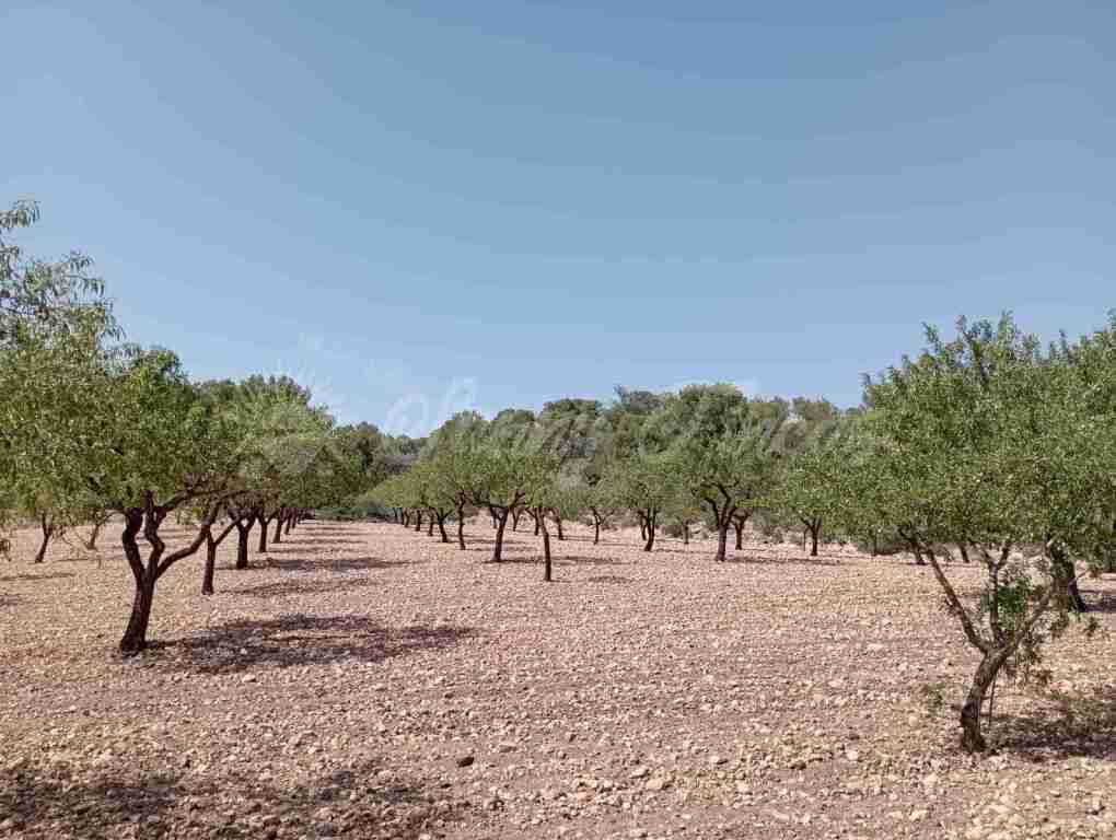 Suelo rústico en Venta en Jumilla Murcia - foto 9