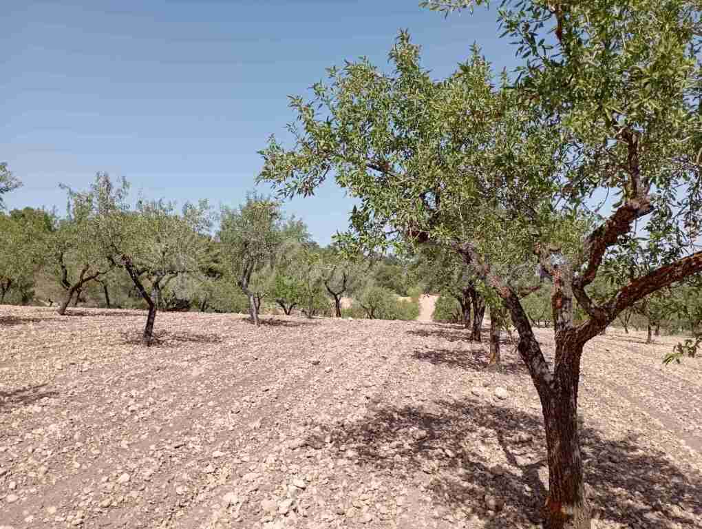 Suelo rústico en Venta en Jumilla Murcia - foto 10