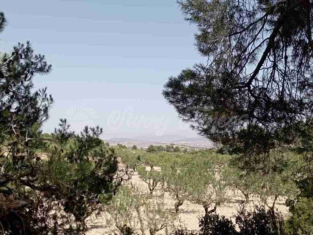 Suelo rústico en Venta en Jumilla Murcia
