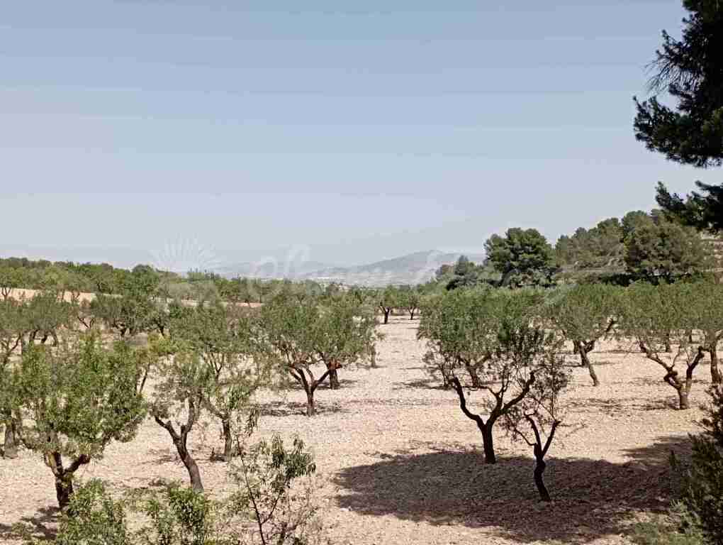 Suelo rústico en Venta en Jumilla Murcia - foto 2