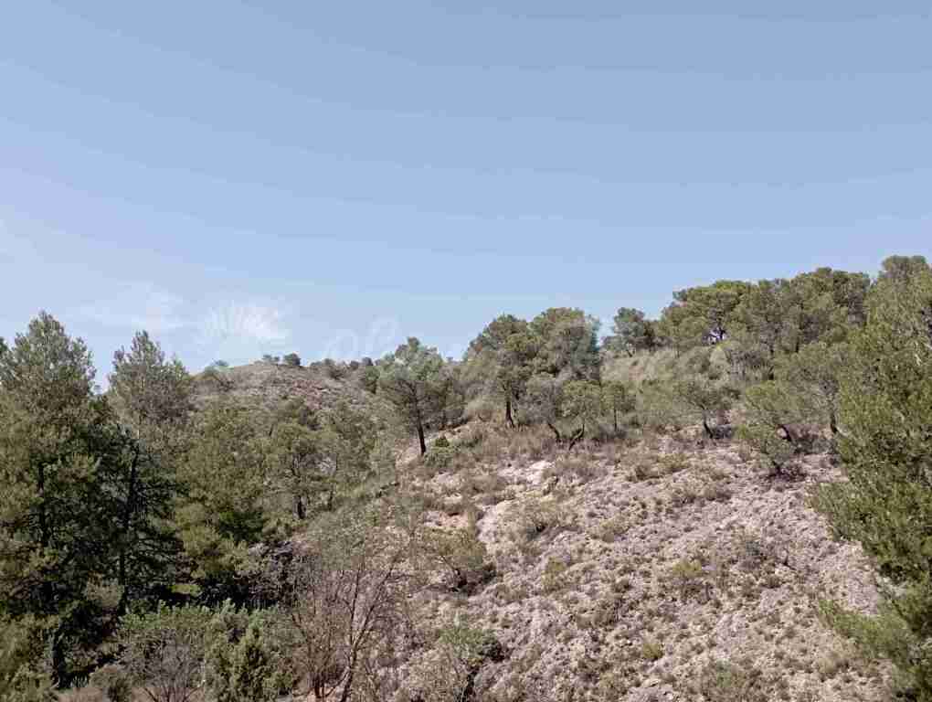 Suelo rústico en Venta en Jumilla Murcia - foto 11