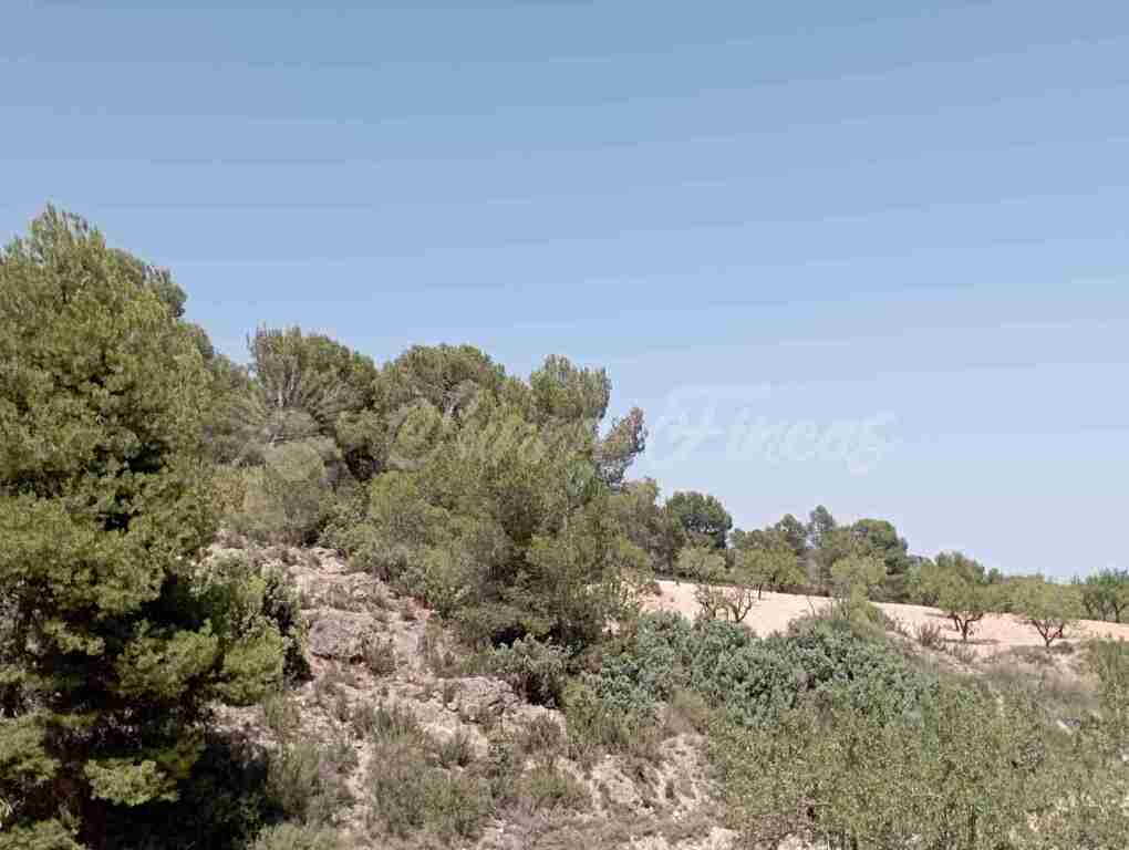 Suelo rústico en Venta en Jumilla Murcia - foto 12