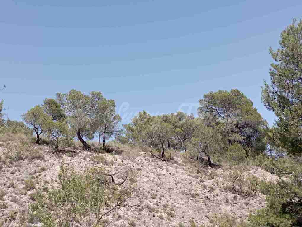 Suelo rústico en Venta en Jumilla Murcia - foto 14