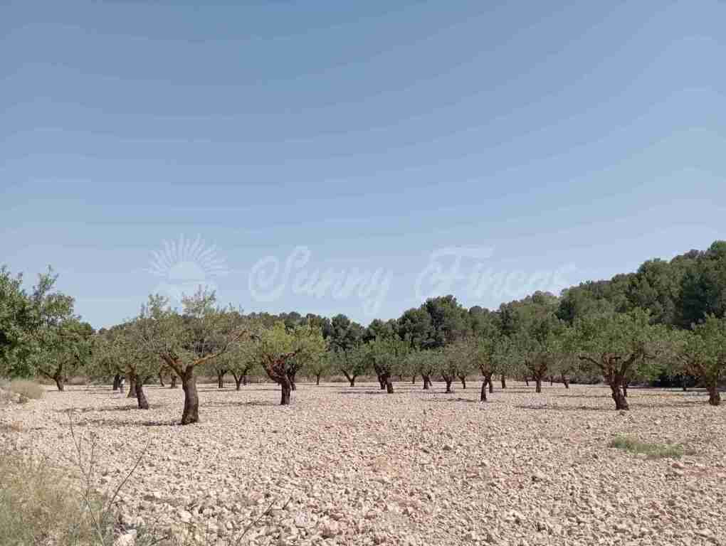 Suelo rústico en Venta en Jumilla Murcia - foto 15