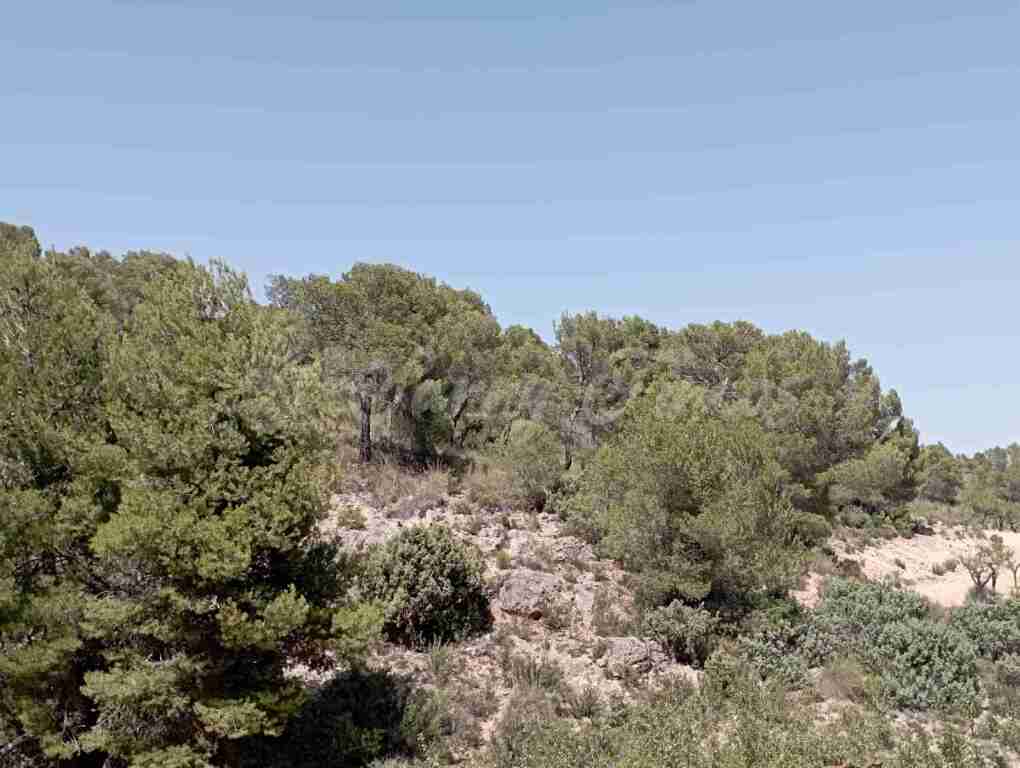 Suelo rústico en Venta en Jumilla Murcia - foto 3