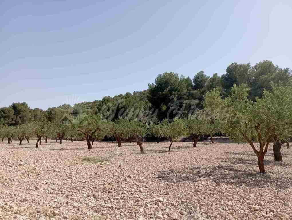 Suelo rústico en Venta en Jumilla Murcia - foto 4