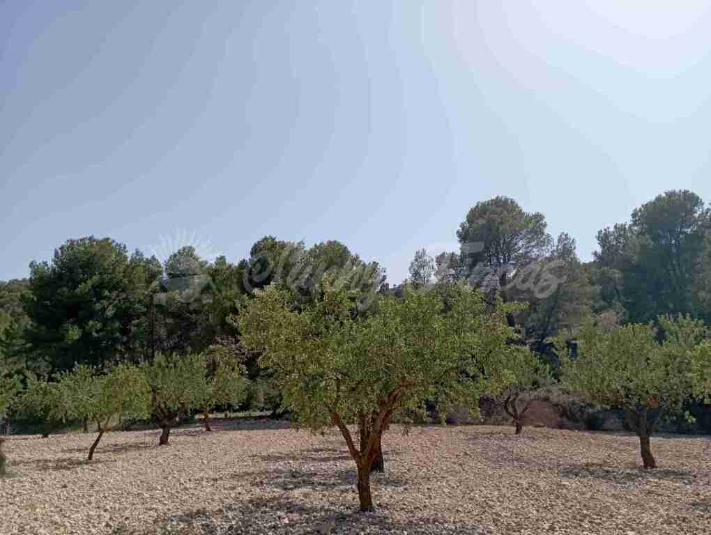 Suelo rústico en Venta en Jumilla Murcia - foto 5